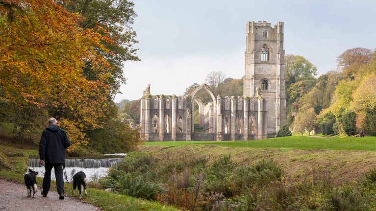 A visitor walking two dogs in the autumn at Fountains Abbey and Studley Royal Water Garden, North Yorkshire.